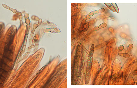 Geoglossum cookeianum